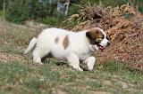 SAINT BERNARD 033